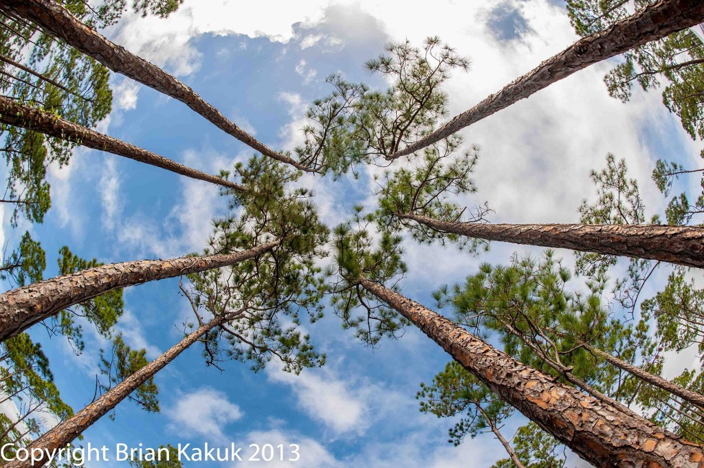 Abaco pine yards were the blue holes are located. Photo Credit: Brian Kakuk